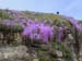 California 060