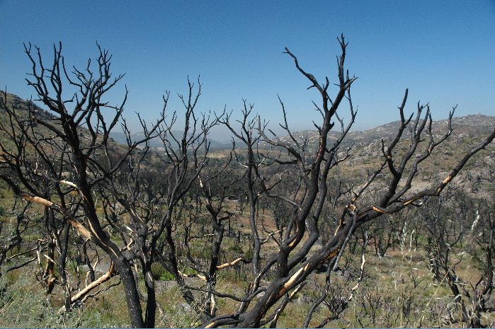 20040607-0949 Burnt trees off California 79