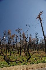 20040607-0945 Burnt trees off California 79