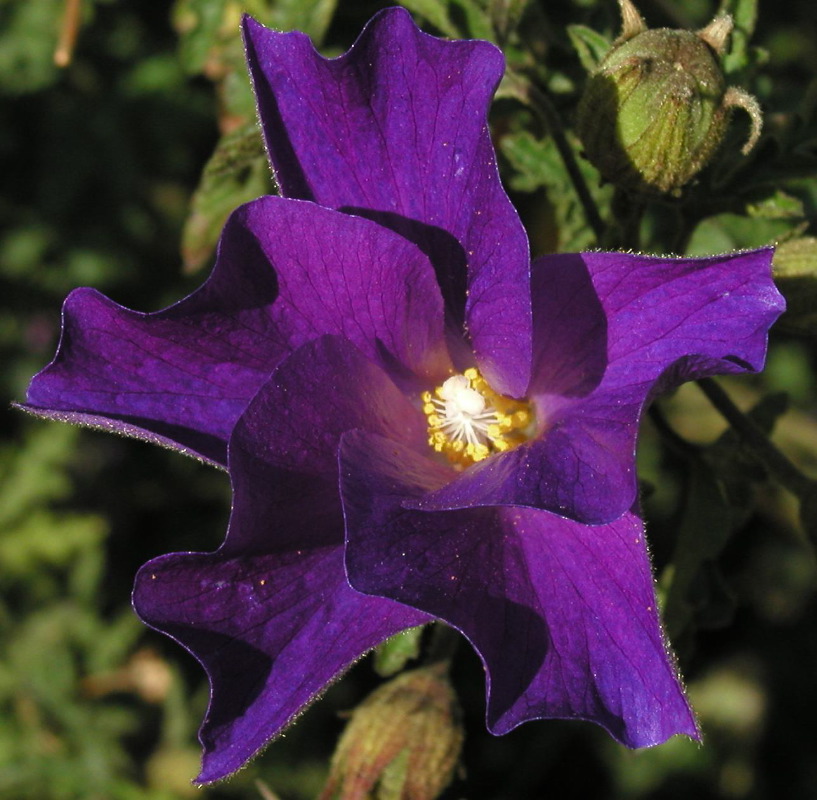 p5265222 Purple Flower