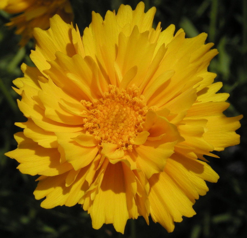 p5265168 Yellow Flower