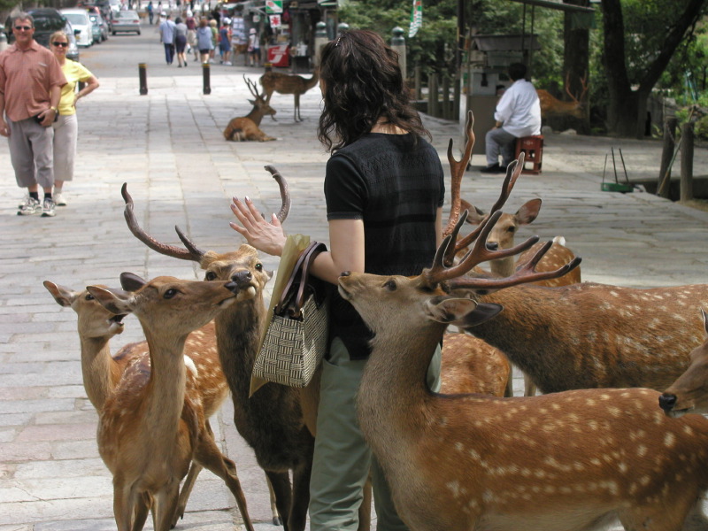 Deer chasing tourist, Nara