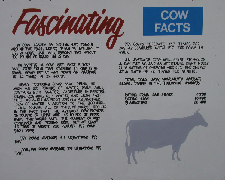 Fascinating Cow Facts