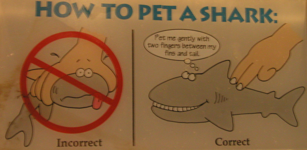 P6080249 How to Pet a Shark