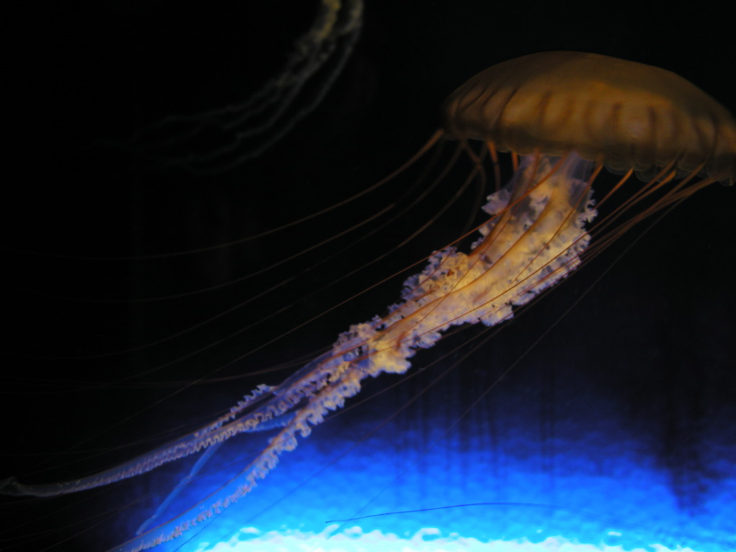 P6080335 Jellyfish