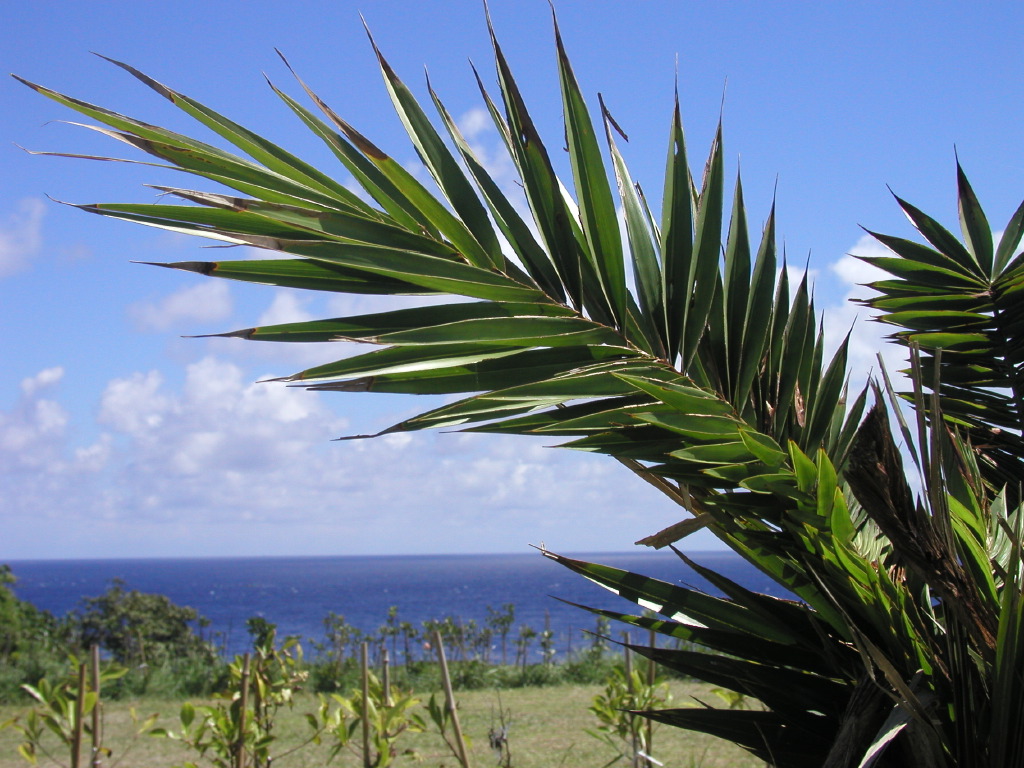 Palm and Ocean, Kenting