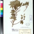 Type Specimen Register