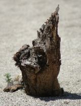 20040606-0715 Stump