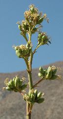 20040606-0832 Agave