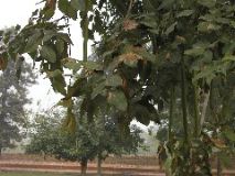 Hot Dog Tree
