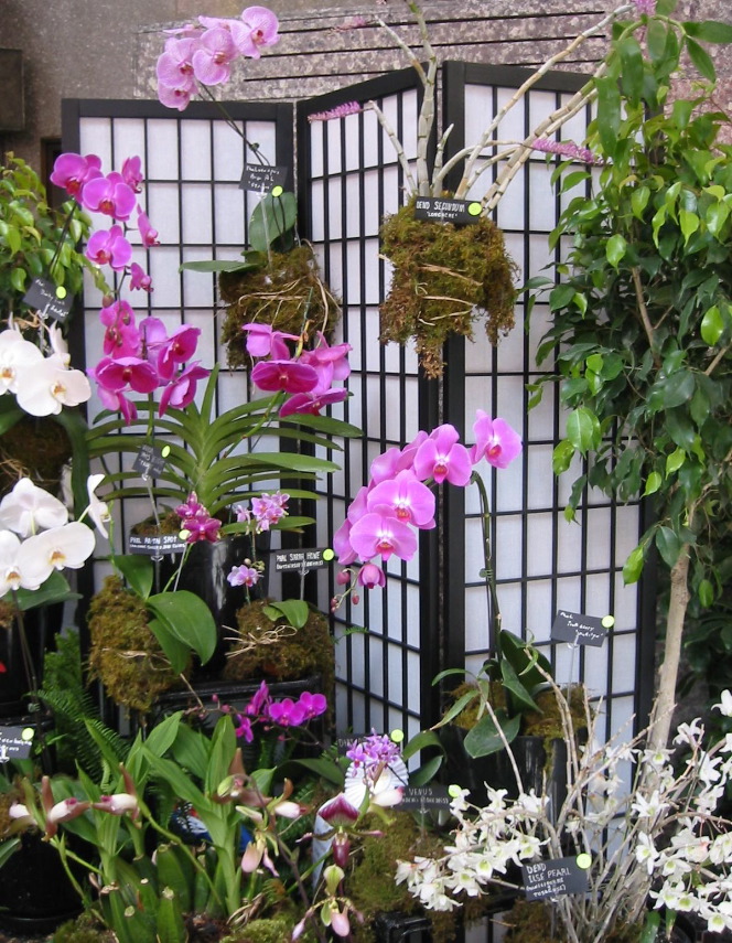 20040416-3891 Orchids